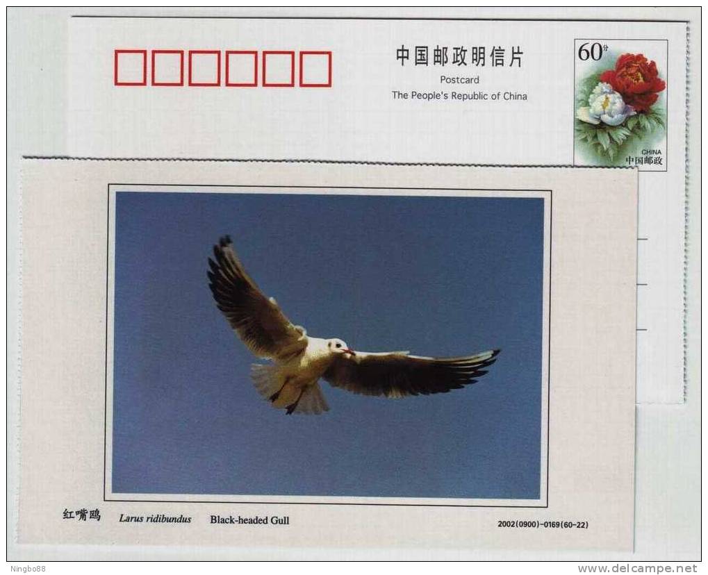 Black-headed Gull,China 2002 Dongtan Rare Bird Postal Stationery Card - Gaviotas