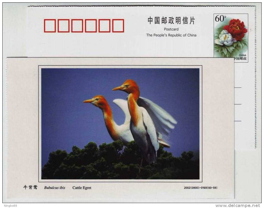 Cattle Egret,China 2002 Dongtan Rare Bird Postal Stationery Card - Other & Unclassified