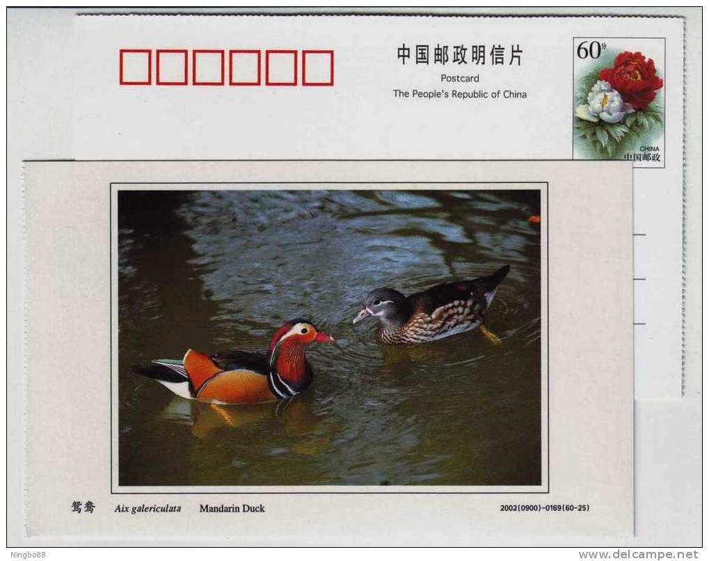 Mandarin Duck,China 2002 Dongtan Rare Bird Postal Stationery Card - Canards