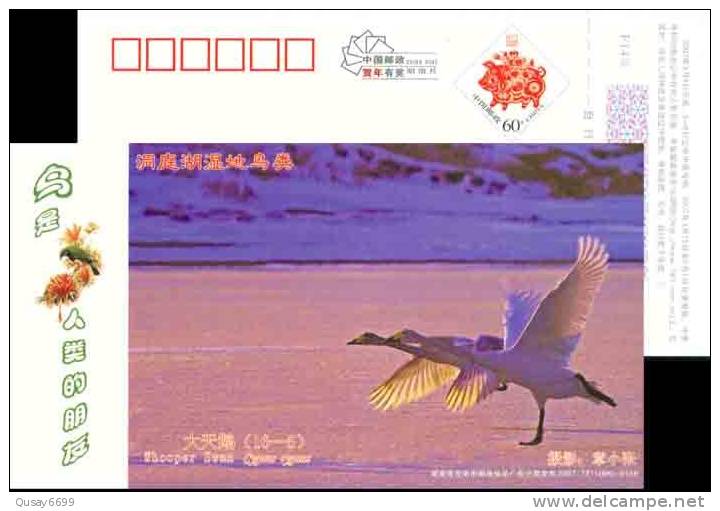 Swan Wetland  Bird Postal Stationery,  Pre-stamped Postcard - Swans