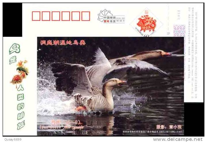 Swan Wetland  Bird Postal Stationery,  Pre-stamped Postcard - Geese