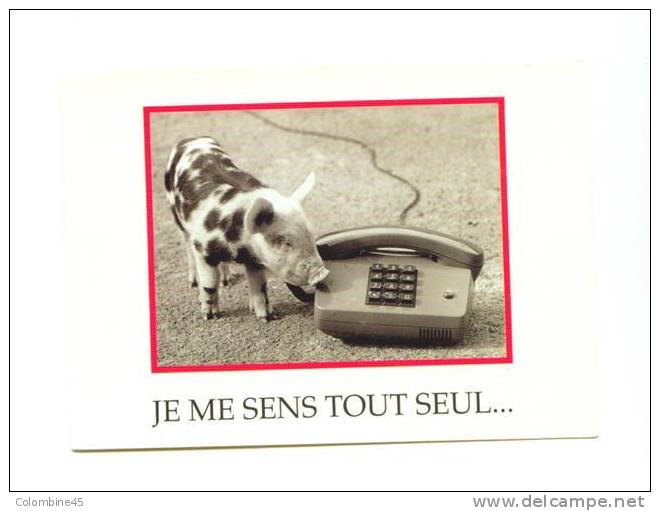 Cpm Pub Annees 80 Cochon Pig Et Telephone - Cerdos