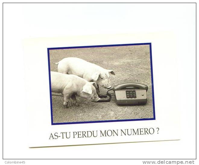 Cpm Pub Annees 80 Cochon Pig Et Telephone - Schweine