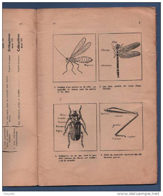 BIBLIOTHEQUE DE TRAVAIL MARS 1954 - ETUDE DES INSECTES - ENTOMOLOGIE - Animaux