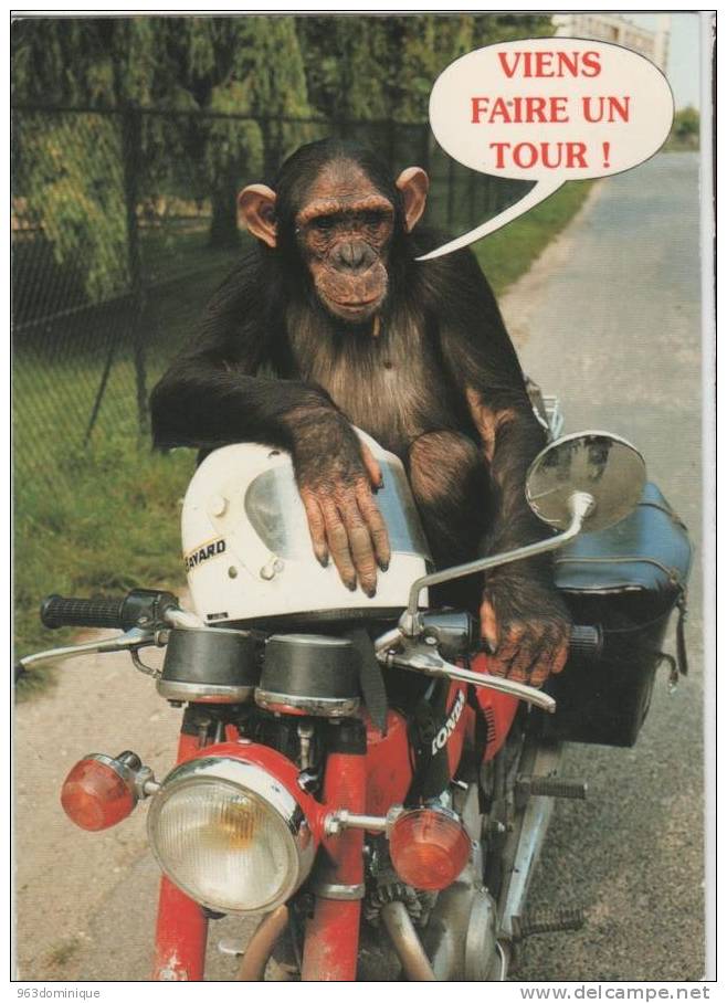 Monkey Moto - Viens Faire Un Tour - Monkeys