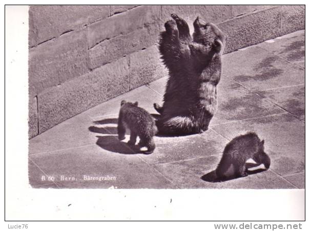 La FOSSE Aux OURS -    Bear   =  Pits    -    Berne - N° 1 - Ours
