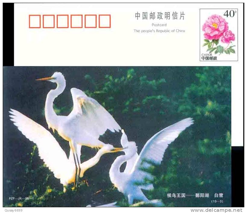 Bird Crane  Pre-stamped Postcard - Gru & Uccelli Trampolieri