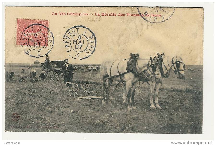 La Vie Champêtre - La Récolte De Pommes De Terre - Attelage De Chevaux - Attelages