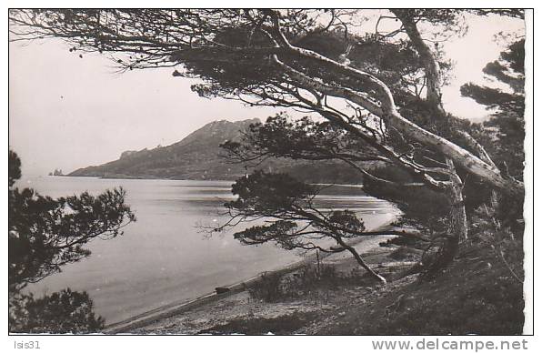 Dép 83 - J661 - Porquerolles -  Plage De Notre Dame Et Vue Sur Les Mèdes  - Bon état  - Semi Moderne Petit Format - Porquerolles