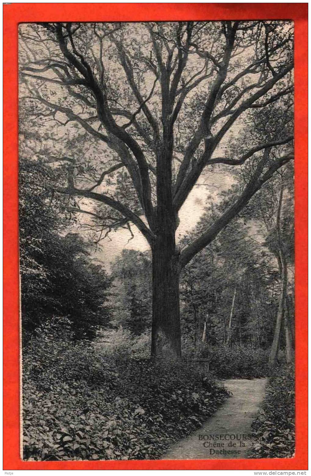 * Bonsecours - Bon-Secours (Hainaut - Henegouwen) * Chêne De La Duchesse, Près De Péruwelz, Près De Mons, Arbre, Bois - Péruwelz