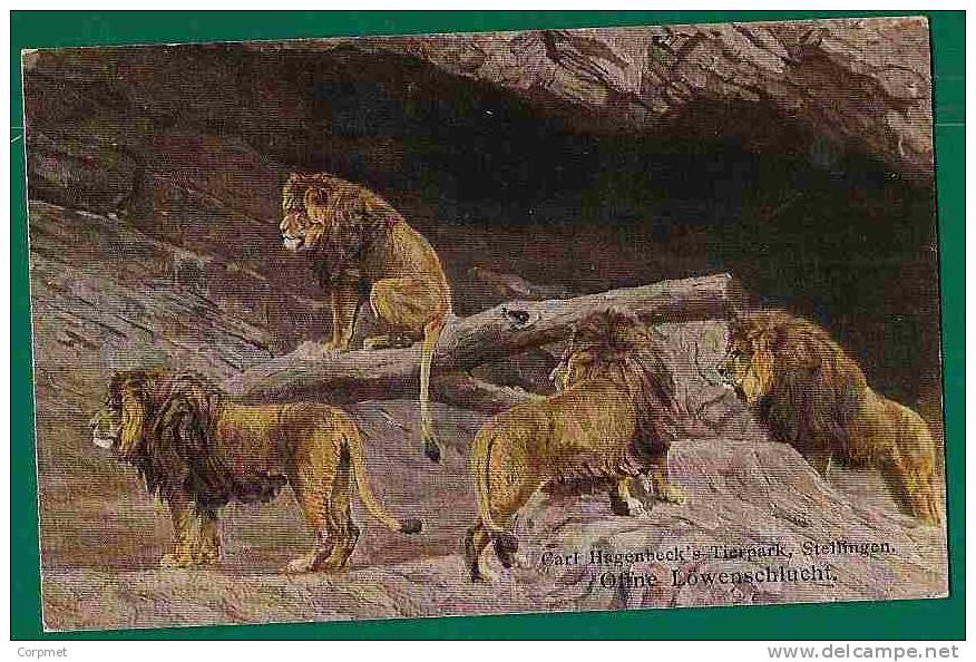 LIONS - CARL HAGENBECK´S TIERPARK , STELLINGEN - Lions