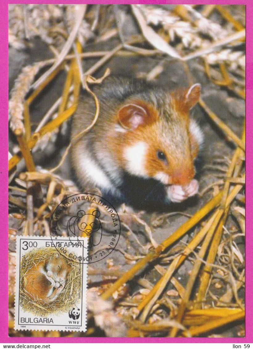 D555 / Bulgaria Maxi Card 1994 /4136 Maximum WWF CRICETUS HAMSTER Bulgarie Bulgarien Bulgarije - Lettres & Documents