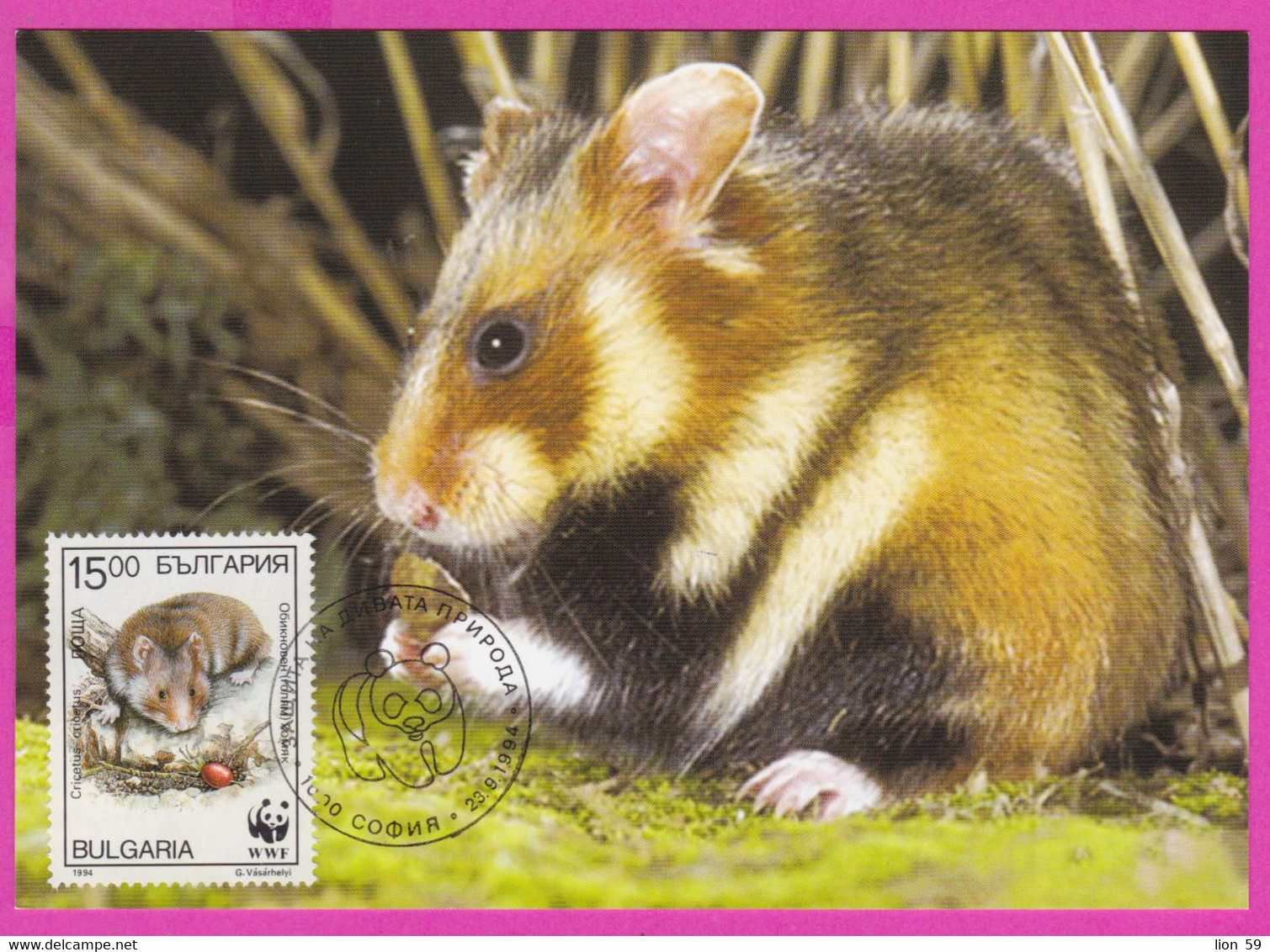 D556 / Bulgaria Maxi Card Maximum Cards 1994 /4139 WWF CRICETUS HAMSTER Bulgarie Bulgarien Bulgarije - Covers & Documents