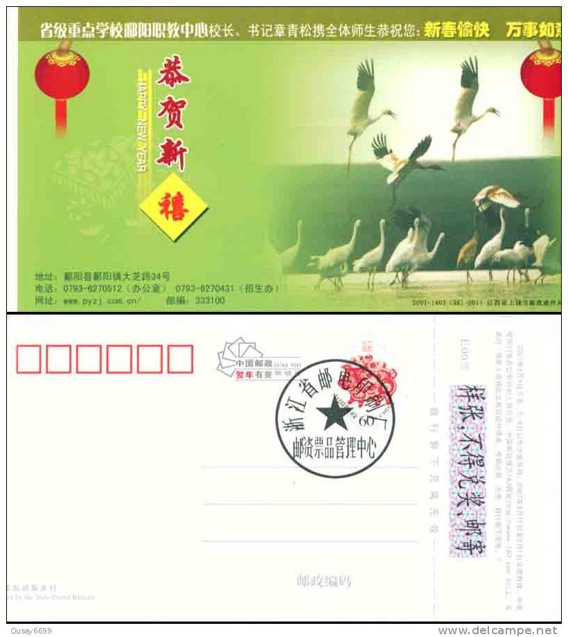 Bird Crane  ,CUTTING VARIETY SPECIMEN  Pre-stamped Postcard - Cranes And Other Gruiformes