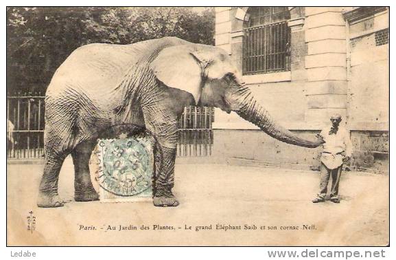 9911 - PARIS, Au Jardin Des Plantes - L´éléphant Saïb Et Son Cornac Neff - 1906 - Elephants