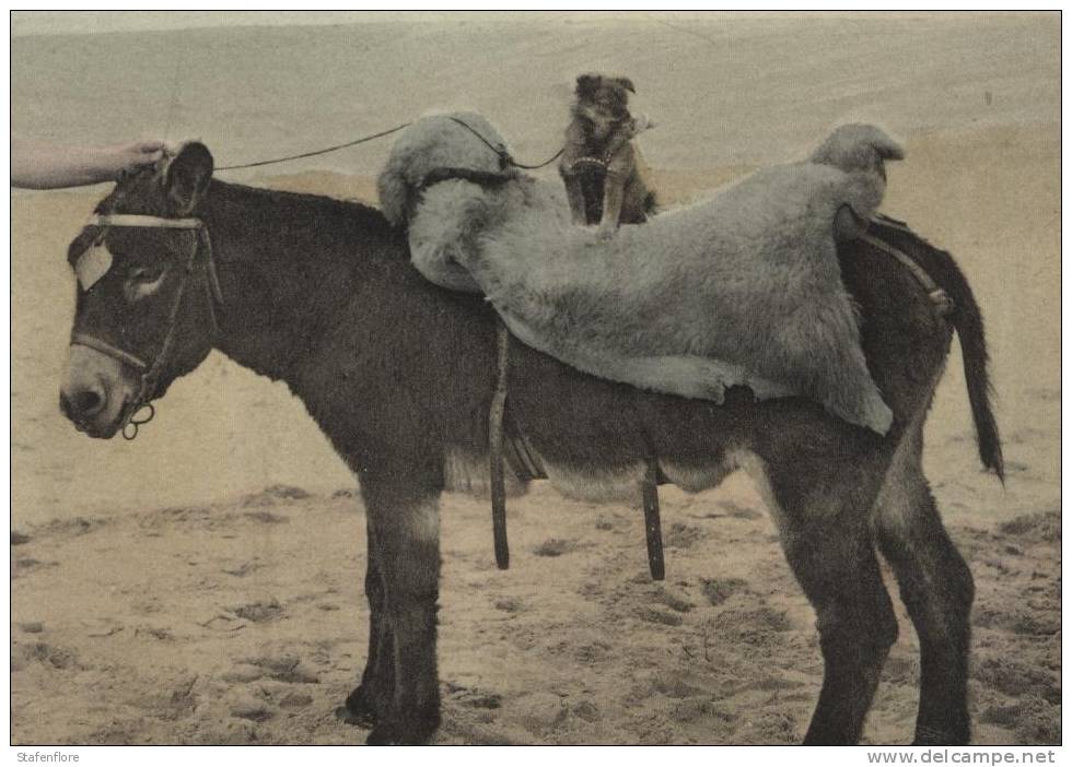 ZEER ZELDZAME FOTOKAART EZELS  EN HOND OP HET STRAND KINDEREN ENFENTS ANES  ET CHIEN A LA PLAGE - Autres & Non Classés