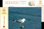 Bird  Postal Stationery,  Pre-stamped Postcard - Gabbiani