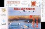 Crane   Bird    Postal Stationery,  Pre-stamped Postcard - Cranes And Other Gruiformes