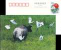 Ox Stork  Bird  Postal Stationery,  Pre-stamped Postcard - Cigognes & échassiers