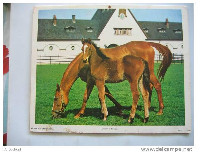 CALENDRIER ALMANACH DES P.T.T. DOUBLES PHOTOS  DE 1977 JUMENT ET POULAIN / JEUNE CHAT - Grand Format : 1971-80