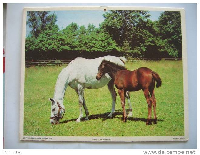 CALENDRIER ALMANACH DES P.T.T. DOUBLES PHOTOS  DE 1978  FOX TERRIER  /JUMENT & POULAIN - Tamaño Grande : 1971-80