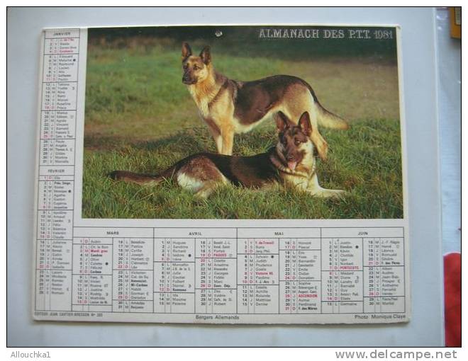 CALENDRIER ALMANACH DES P.T.T. DOUBLES PHOTOS  DE 1981 BERGERS ALLEMANDS  /COLLEYS - Grand Format : 1981-90