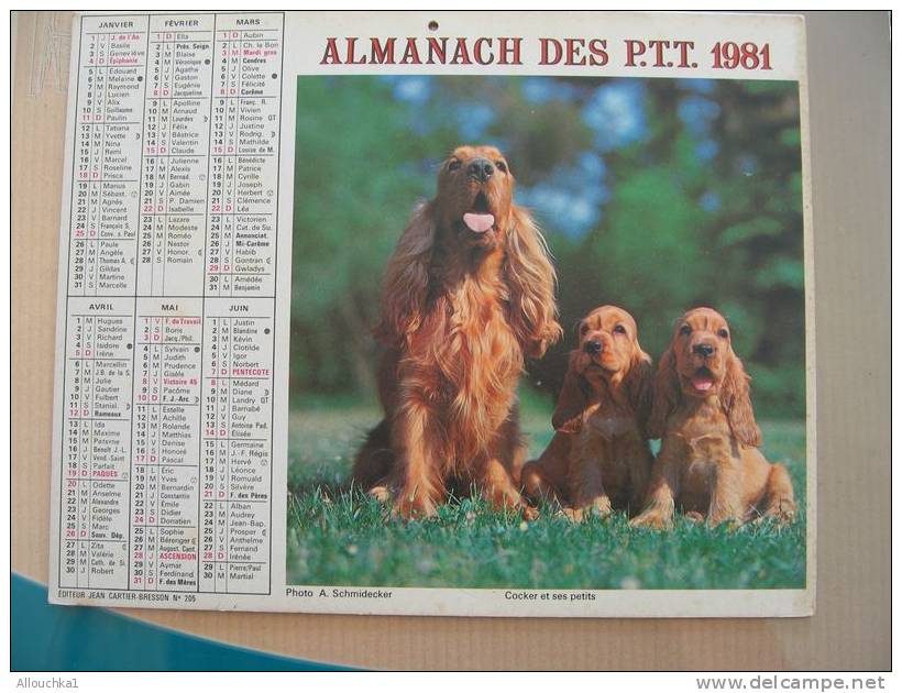 CALENDRIER ALMANACH DES  P.T.T. 1981   SETTERS ANGLAIS  COCKER ET SES PETITS - Grand Format : 1981-90
