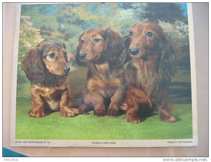 CALENDRIER ALMANACH DES  P.T.T. 1982  CHIENS / COTONS DE TULEAR TECKELS A POILS LONGS - Grand Format : 1981-90