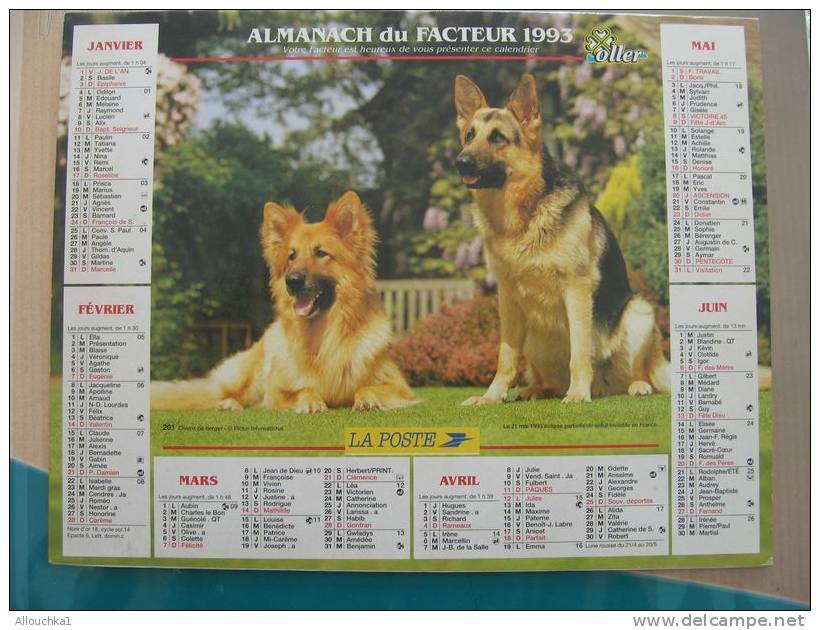 CALENDRIER ALMANACH DES  P.T.T. 1993 /CHIENS DE BERGER  ENVIRONS DE LA GIETTAZ - Big : 1991-00