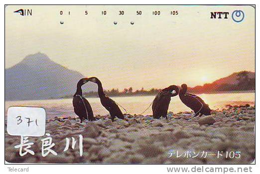 Oiseau PENGUIN Pinguin MANCHOT PINGOUIN Bird (371) - Pinguïns & Vetganzen