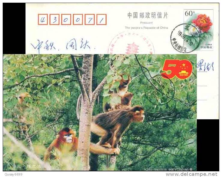 Monkey,   Postal Stationery,  Pre-stamped Postcard - Monkeys