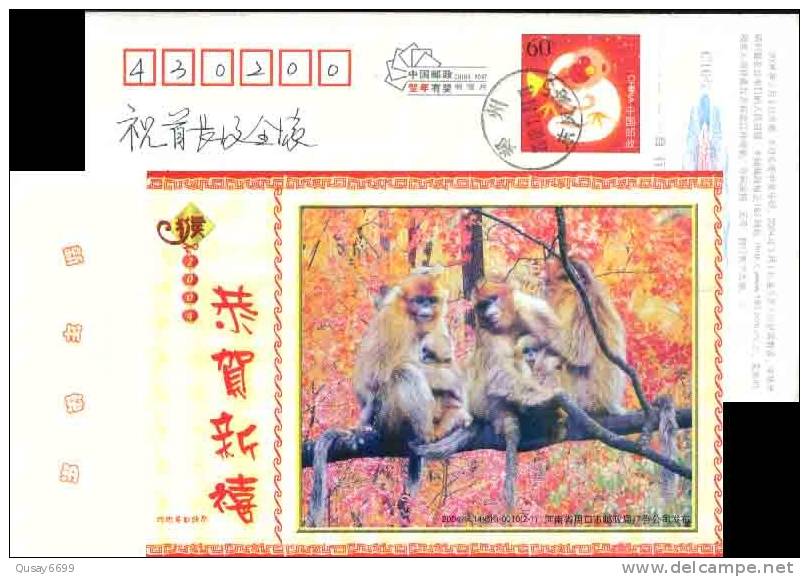 Monkey,   Postal Stationery,  Pre-stamped Postcard - Apen