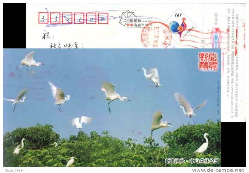 Bird    Stork Postal Stationery, Pre-stamped Postcard - Storchenvögel