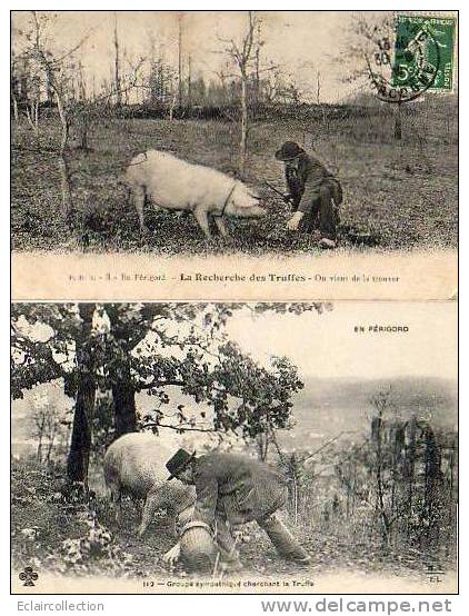 En Périgord: Recherche De La .. Truffe   ..2 CPA - Andere & Zonder Classificatie