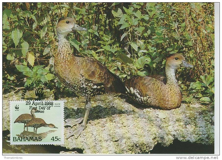 WM0190 Canard Dendrocygna Arborea Bahamas 1988 FDC Premier Jour Maximum WWF - Eenden