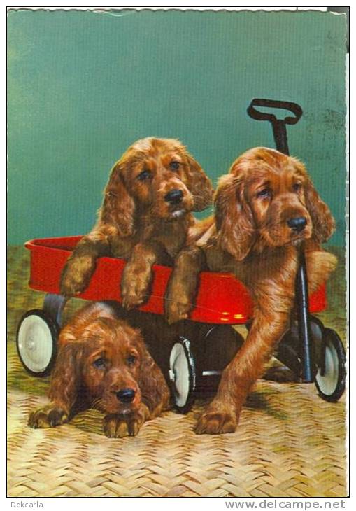 Fantasie Kaart - Honden In Kar - Chien - Dog - Dogs