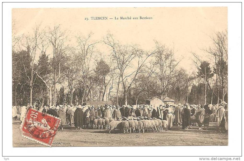 TLEMCEN  Le Marché Aux Bestiaux - Tlemcen