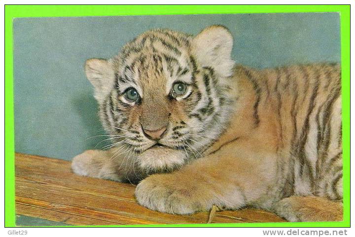 JEUNE TIGRE - ÉDITÉ PAR COMITÉ NATIONAL DE L´ENFANCE - IMP. BLANCHARD, 1970 - PHOTO RAPHO - - Tigers