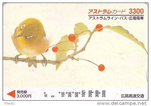 Oiseau Fauvette Japonaise - Japanese Warbler - Songbird Bird - Vogel - 16 - Passereaux