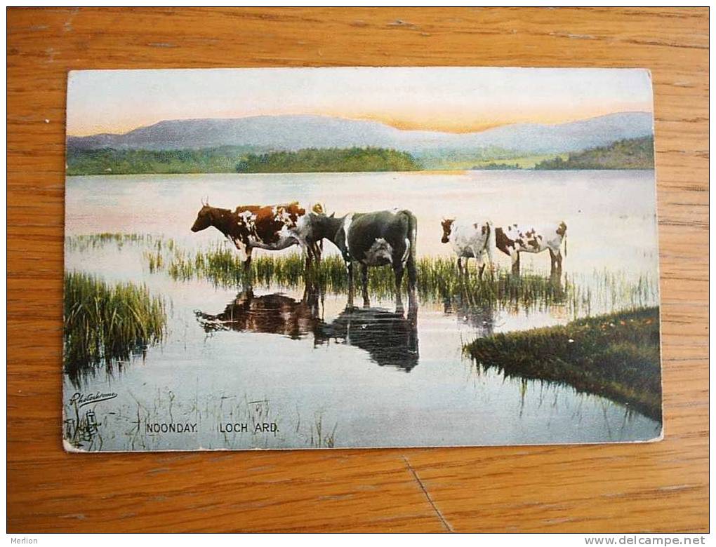 Loch Ard, Stirlingshire , Scotland , Noonday , Cows    Cca 1910-20    VF   D7548 - Stirlingshire