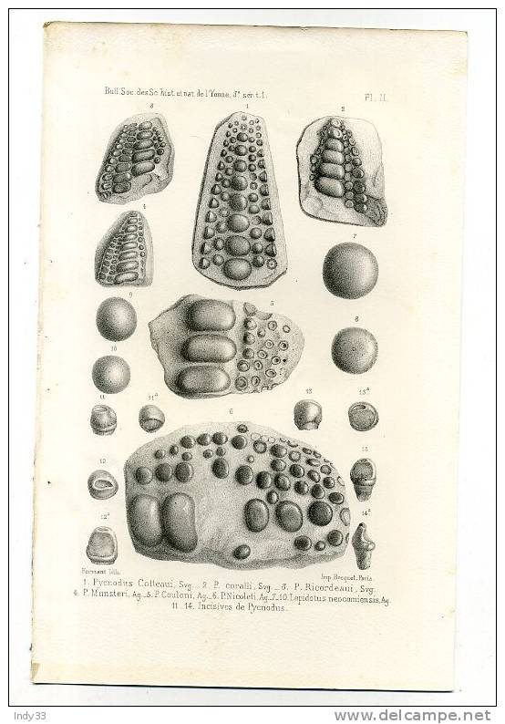 - FOSSILES . BULL. SOC. DES SC. HIST. ET NAT. DE L´YONNE PL. II . LITHO DU XIXe S. - Altri & Non Classificati