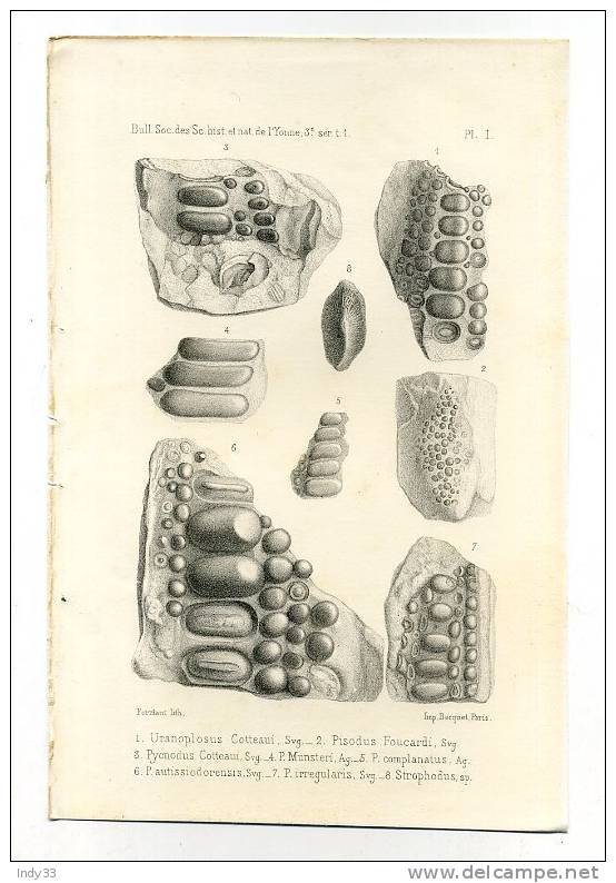 - FOSSILES . BULL. DES SC. HIST. ET NAT . DE L´YONNE . PL. I - Autres & Non Classés