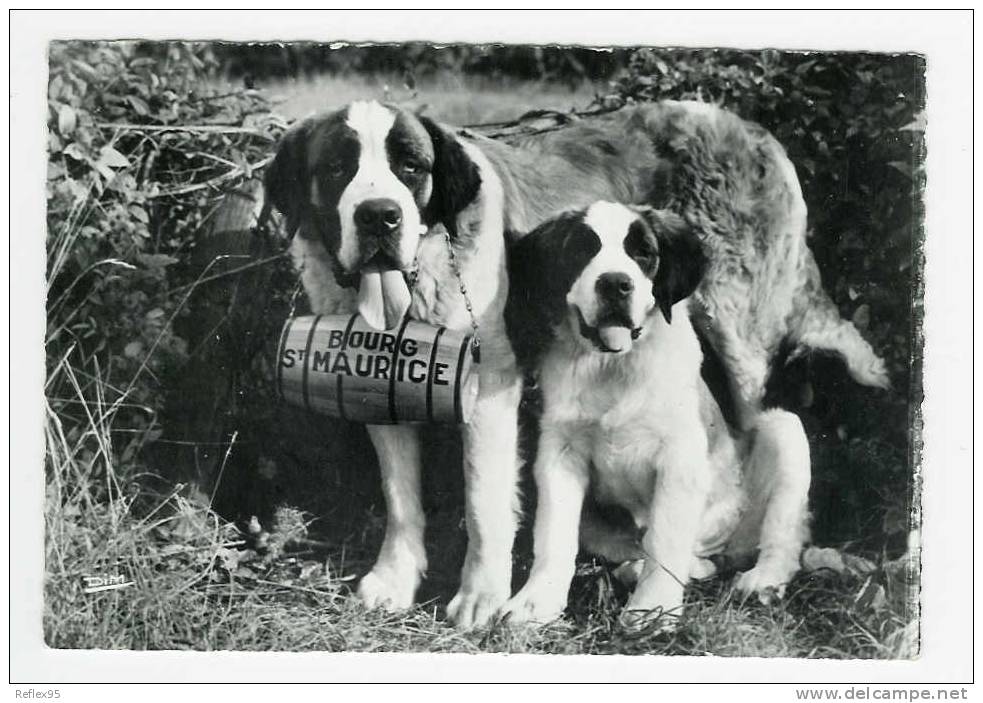 BOURG-SAINT-MAURICE - Dina Et Betty ( Chiens Des Pyrénées ) - Bourg Saint Maurice