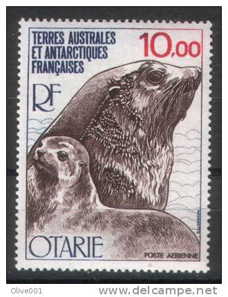 Timbre Des T.A.A.F. Otarie Y&T N° PA 48 ** Superbe Fraicheur Postale - Autres & Non Classés