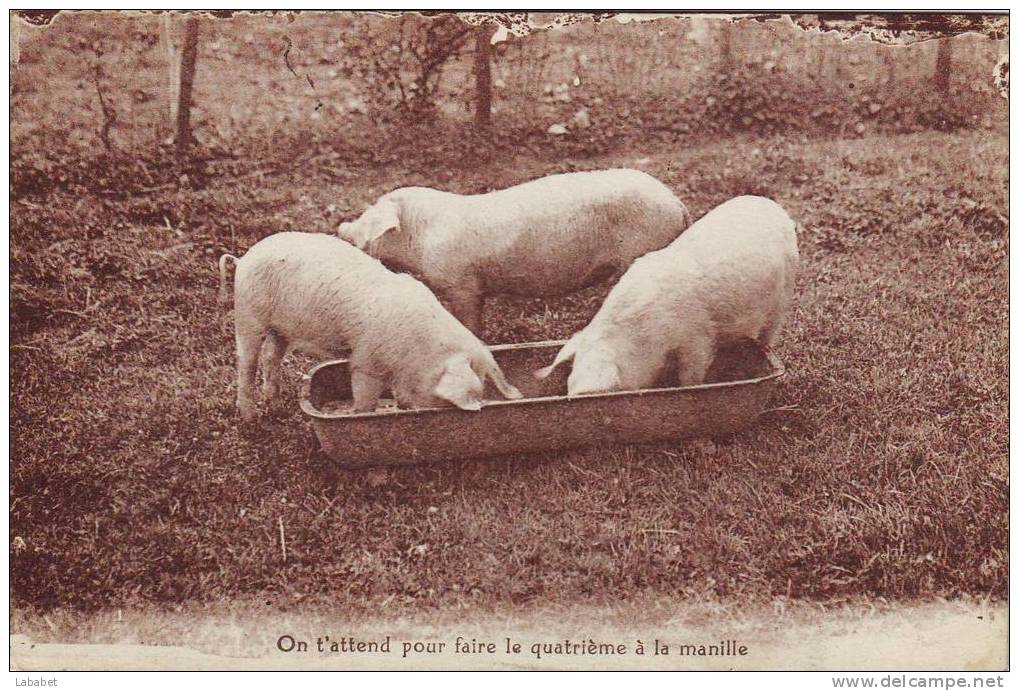 HUMOUR COCHONS - Schweine