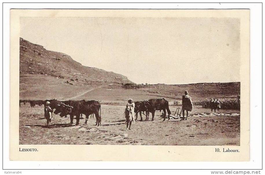 ETHNOGRAPHIE AFRICAINE / LESSOUTO  ( LESOTHO ) / LABOURS  ( Araire Archaïque ! ) / Cliché ATAR - Lesotho