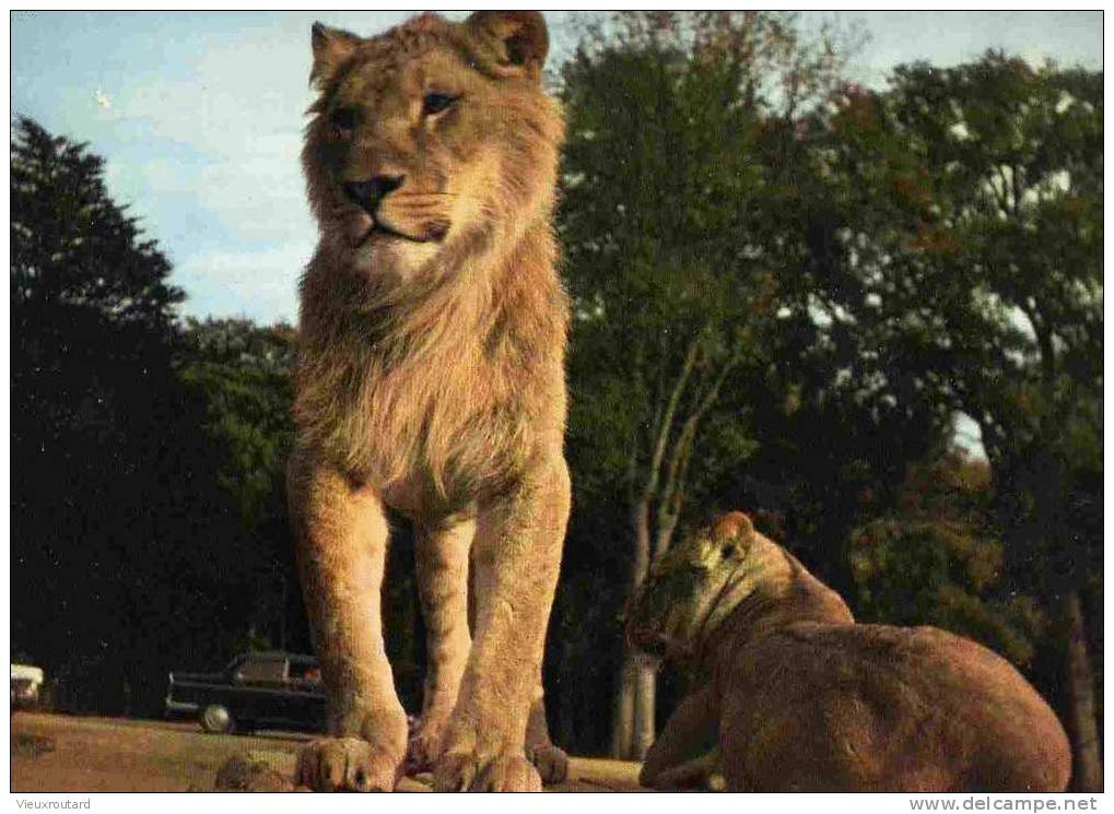 CPSM, LIONS, RESERVE AFRICAINE DU CHATEAU DE THOIRY EN YVELINES - Lions