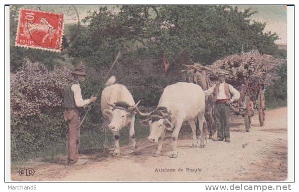 ATTELAGE DE BOEUFS . Beau Plan Belle Cp Couleur Pastel - Attelages