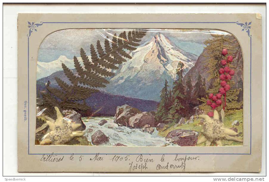 8380 Fleur Sechée Fleurs Sechées ; Edelweiss Edelweis Montagne . Année 1905 . Ges Gesch . Joseph Anderruty Villieres - Autres & Non Classés