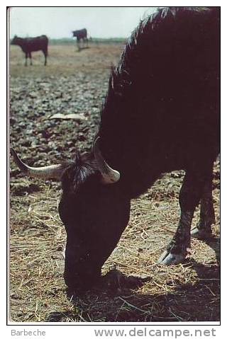 BELLES IMAGE DE CAMARGUE , Toros En Liberté .167 - Taureaux